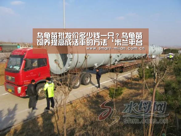 乌龟苗批发价多少钱一只?乌龟苗饲养提高成活率的方法‘米兰平台’(图1) 米兰电竞平台