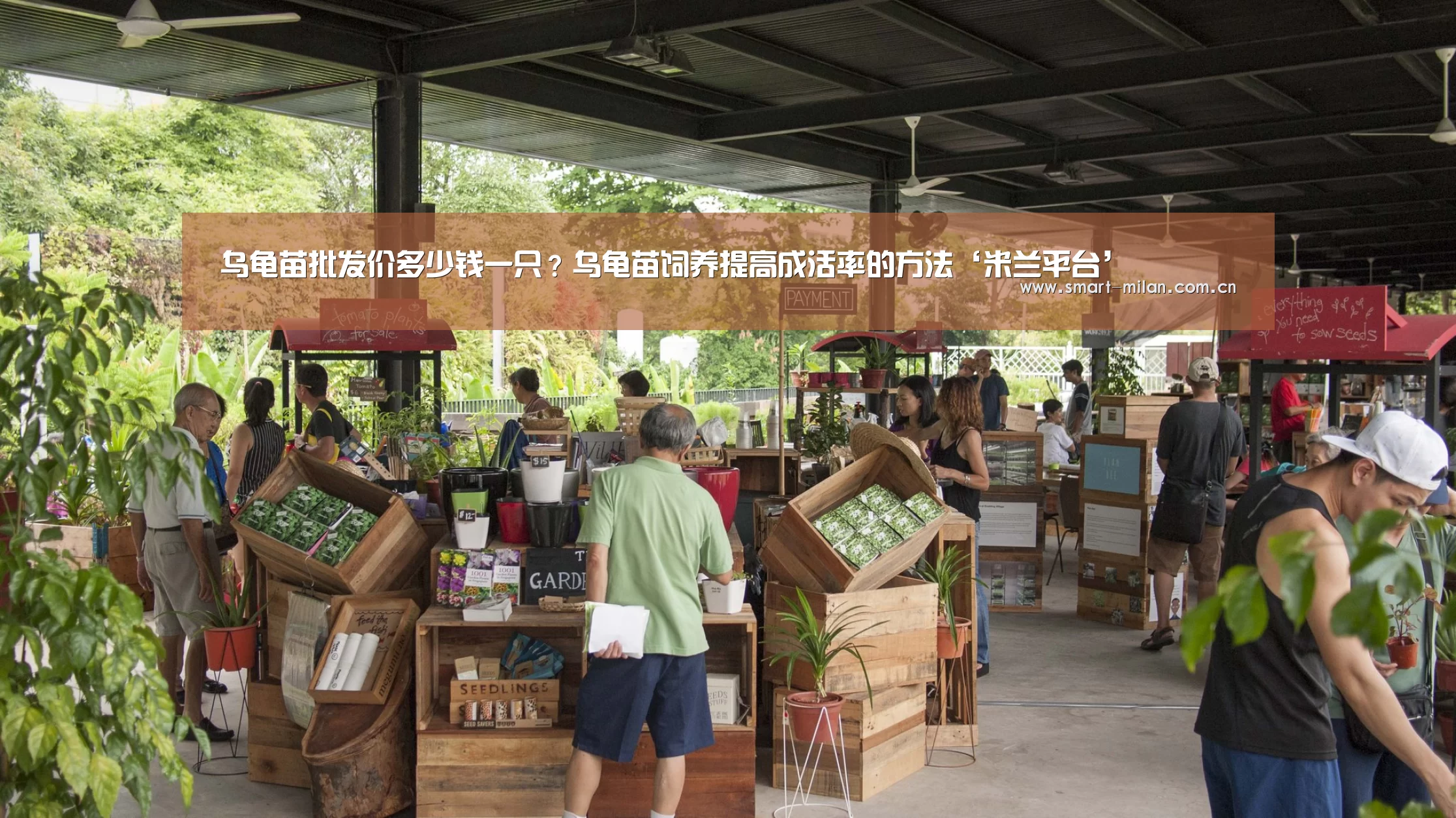 乌龟苗批发价多少钱一只?乌龟苗饲养提高成活率的方法‘米兰平台’(图2) 米兰体育官网下载