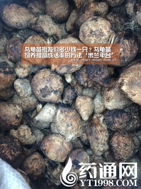 乌龟苗批发价多少钱一只?乌龟苗饲养提高成活率的方法‘米兰平台’(图3) 米兰平台