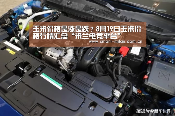 玉米价格是涨是跌?8月19日玉米价格行情汇总“米兰电竞平台”(图1) 米兰电竞平台